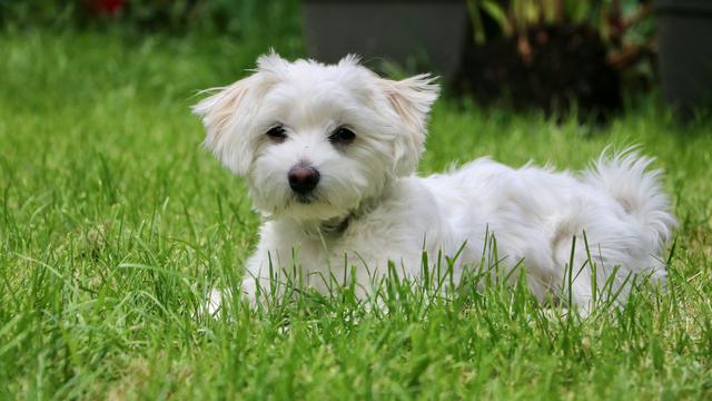 Maltese