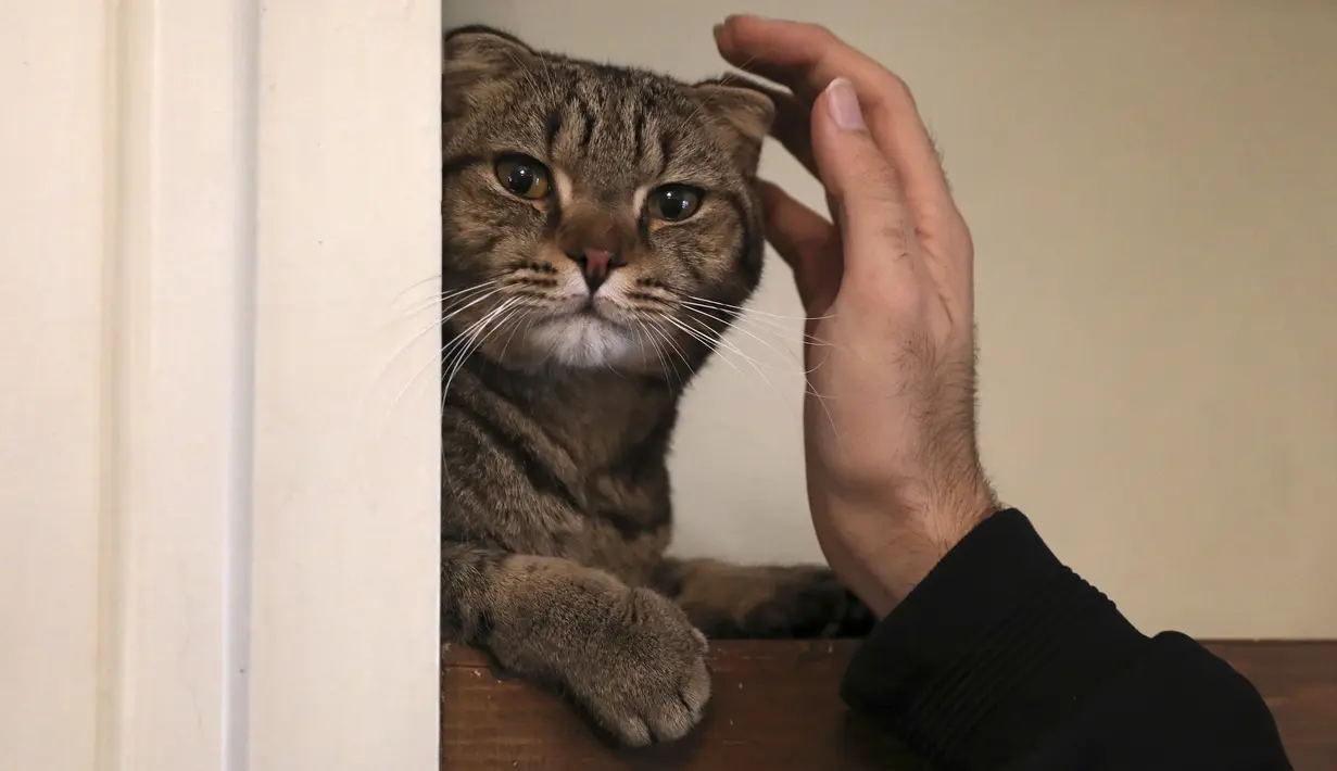 Seorang pengunjung mengelus kucing di Museum Kucing Persia di Teheran, Iran, pada 5 Desember 2021. Di museum ini pengunjung dapat bermain, berfoto, dan membelai, hingga memberi makanan. (AP Photo/Vahid Salemi)
