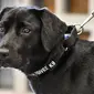 Lulu, anjing milik CIA, terpaksa pensiun dini karena menolak untuk mengendus bau peledak (twitter/CIA)