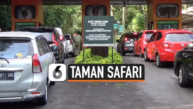 VIDEO: New Normal, Taman Safari Mulai Ramai Dipenuhi Pengunjung