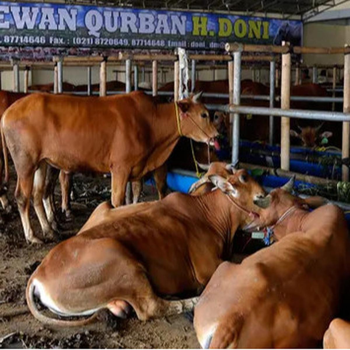 Jangan Hanya Pikirkan Dagingnya, Ketahui Etika Memperlakukan Hewan Kurban