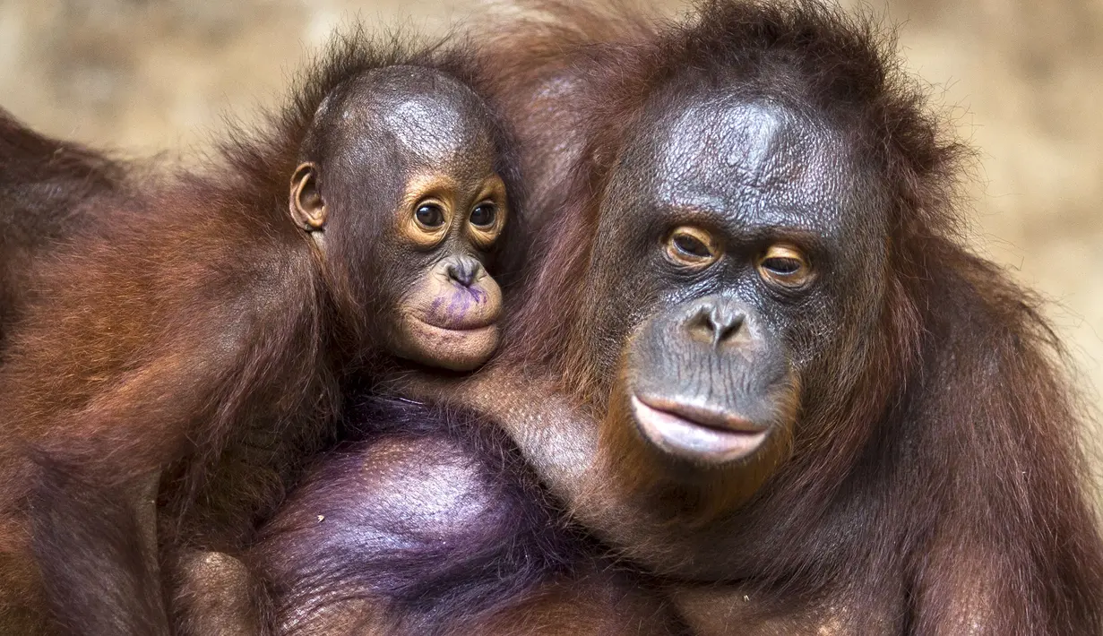 Ibu dan anak Orang Utan sebelum melakukan pemeriksaan di pusat konservasi Kao Pratubchang, Thailand, Kamis (27/8/2015). Para orang Utan ini akan dikembalikan ke Indonesia. (REUTERS/Athit Perawongmetha)