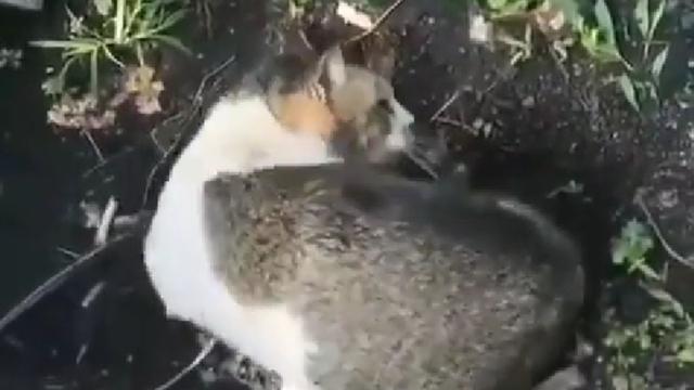 Kucing Komplek Sekarat Hingga Mati