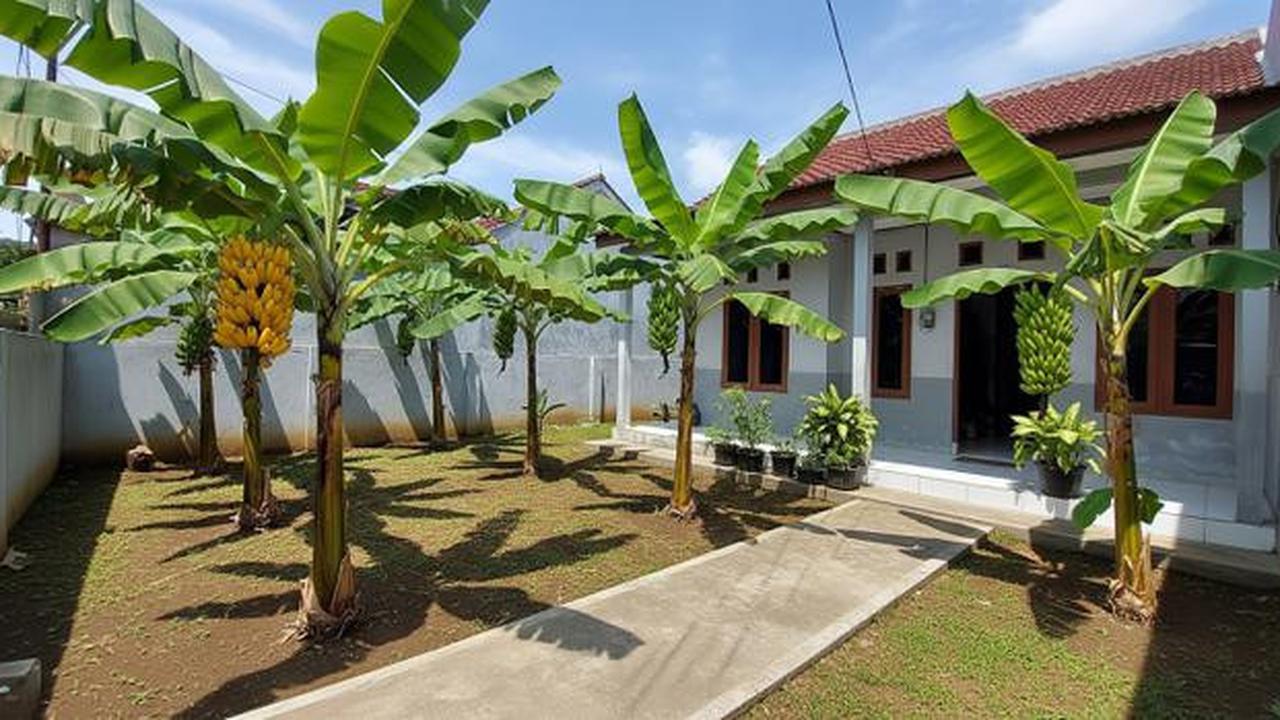 7 Jenis Pohon Pisang Pendek untuk Lahan Terbatas, Bisa Bikin Teduh dan Mempercantik Rumah