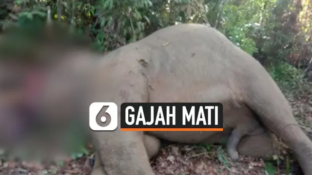 THUMBNAIL GAJAH