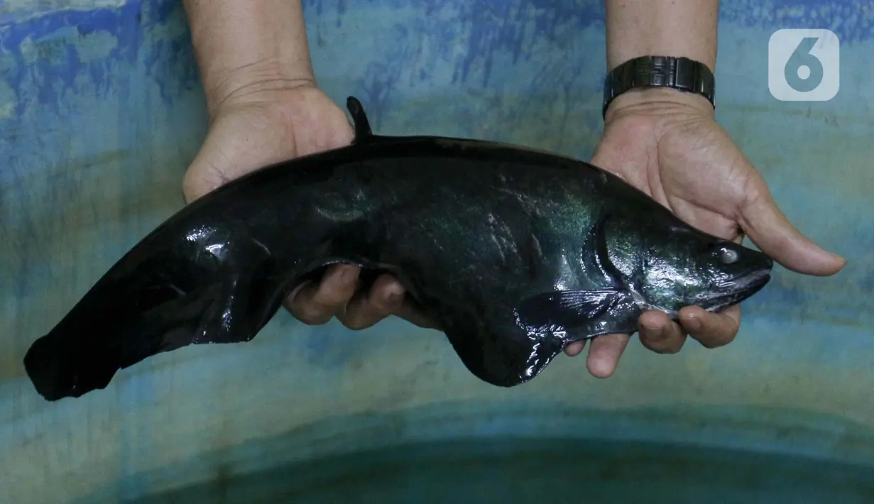 Tim peneliti menunjukkan ikan belida di Universitas PGRI Palembang, Sumatera Selatan, Senin (9/9/2024). (Liputan6.com/Herman Zakharia)