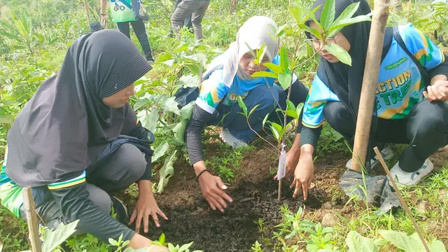 Menanam Pohon Mangga