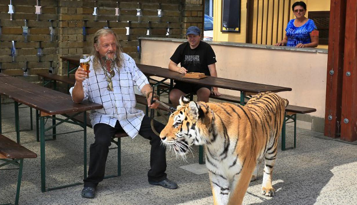 Pemilik dan pelatih hewan sirkus, Jaromir Joo saat mengajak harimaunya yang bernama Taiga bersantai di Letovice, Republik Ceko, 30 Agustus 2015. (AFP PHOTO/Radek MICA)