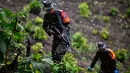 Prajurit Tentara Indonesia  Angkatan Darat menjaga tanaman ganja selama penggerebekan ladang ganja di Indrapuri, provinsi Aceh, Sabtu (06/07/2026). (AFP/ Chaideer Mahyuddin)