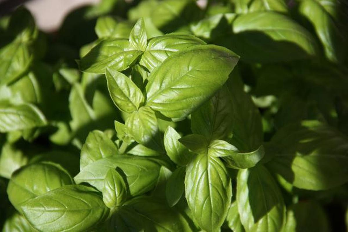 Ide Kebun Daun Mint dan Kemangi di Pagar Rumah agar Halaman Lebih Segar dan Produktif
