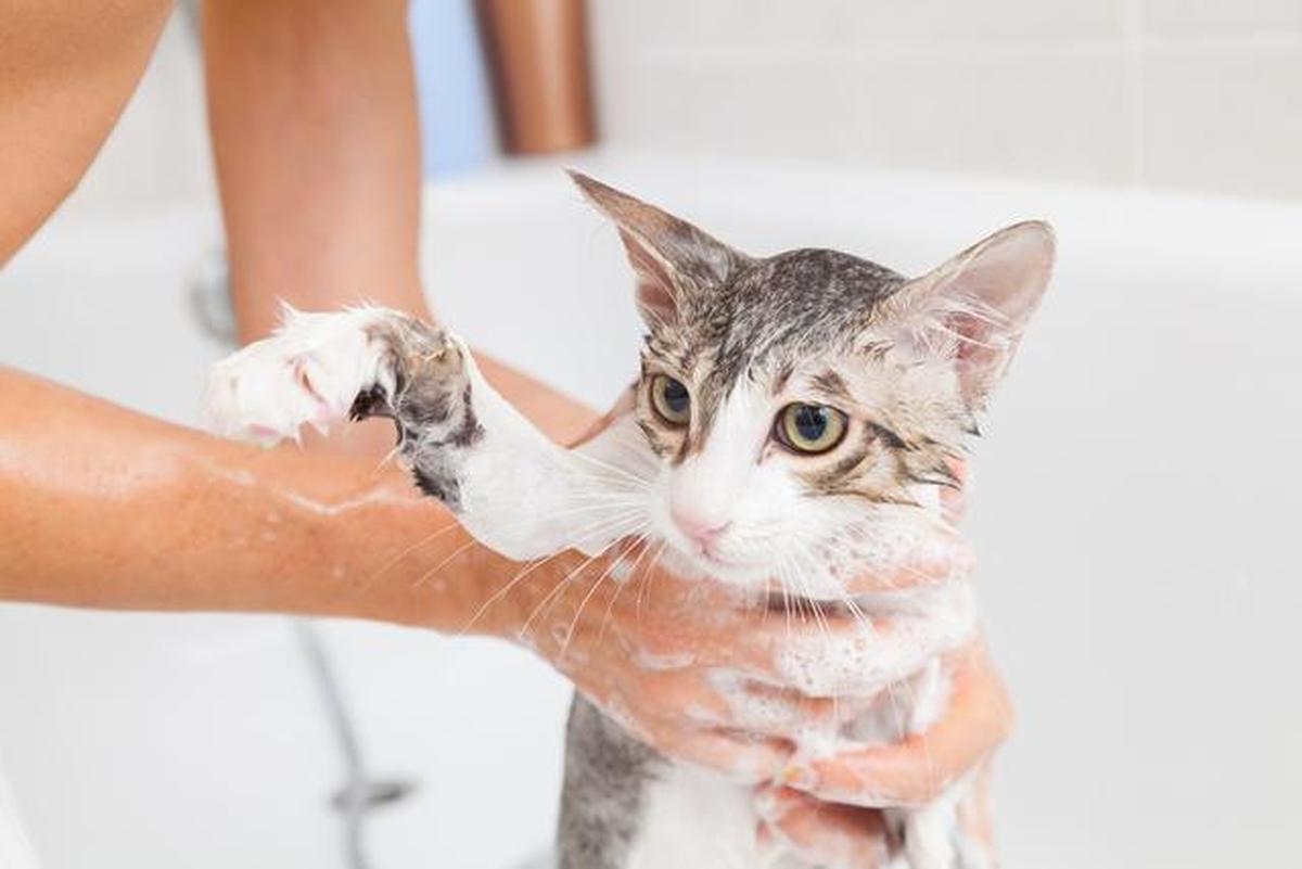 10 Cara Cegah Kucing Kencing Sembarangan, Penting Bagi Kebersihan Rumah
