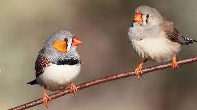 Burung Finch Darwin