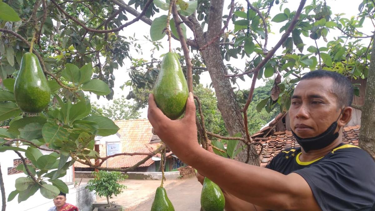 5 Jenis Alpukat yang Tidak Merusak Pondasi Rumah, Cocok Jadi Hiasan