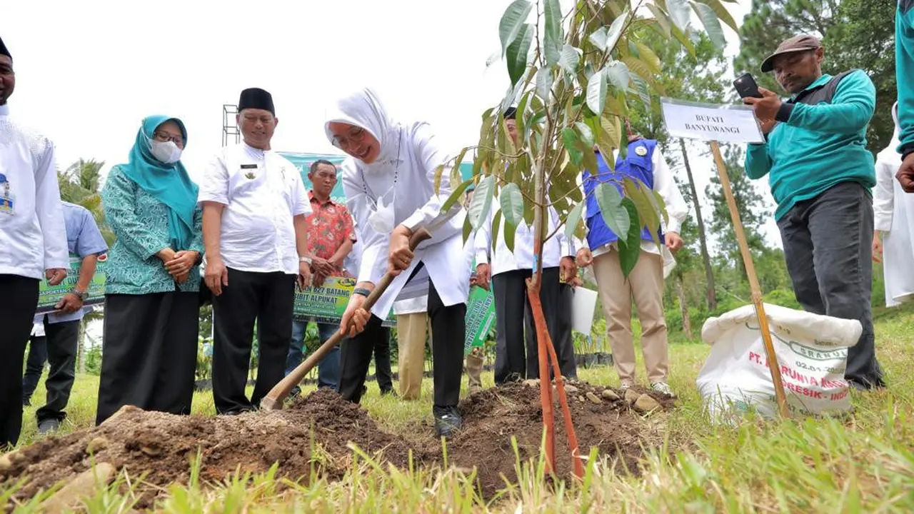Bupati Banyuwangi Ipuk Fiestiandani lakukan penanaman pohon keras di  kawasan lerang Gunung Raung (Istimewa)