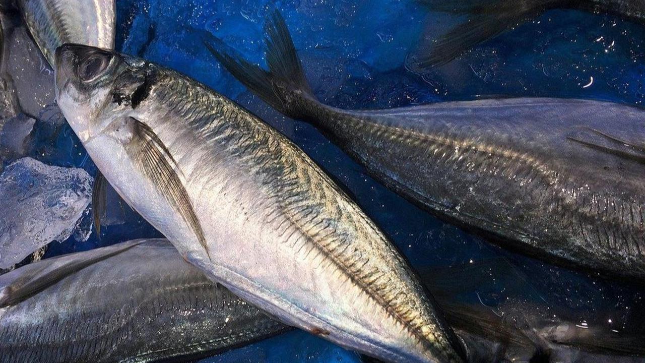 Miliki Citarasa yang Hampir Sama, Ketahui Perbedaan Ikan Tongkol, Tuna, dan Cakalang
