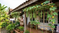 Cara Membuat Kebun Gambas Gantung Sederhana, Mudah Ditiru dan Panen Melimpah