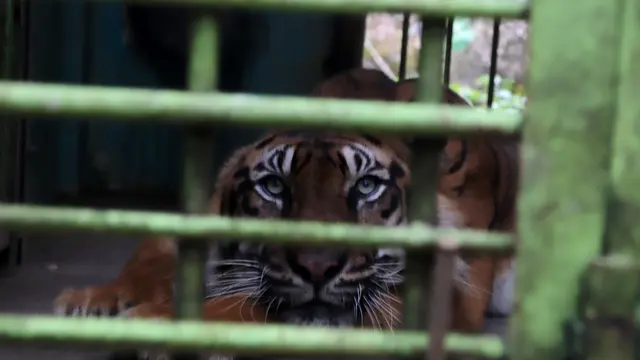 Harimau Sumatera