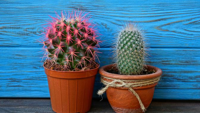 5 Manfaat Tanaman Kaktus di Dalam Ruangan  Baik untuk 