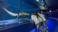 Shark Mystique di Hong Kong menawarkan pengalaman lebih dekat dengan ikan hiu.