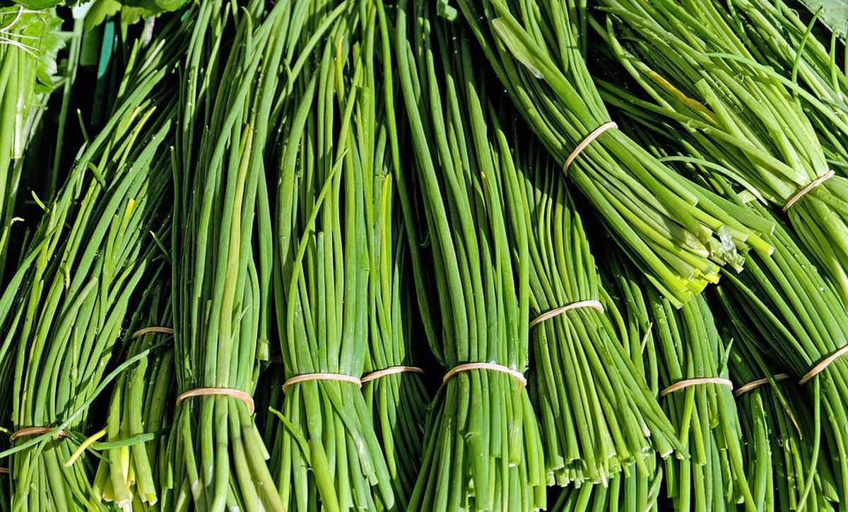 Manfaat Daun Kucai untuk Kesehatan