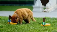 Kucing Peramal Piala Dunia 2018 Asal China Dilaporkan Mati