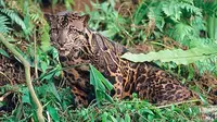 Belum banyak penelitian tentang macan dahan di Indonesia. Keluarga kucing besar ini seolah terlupakan, padahal statusnya butuh perhatian.
