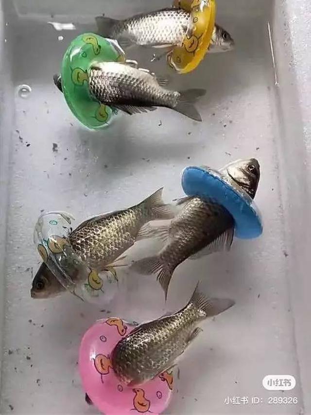 10 Potret Nyeleneh Orang Pelihara Ikan, Cara Kasih Makannya Bikin Geleng Kepala