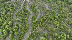 Indonesia Perkuat Rehabilitasi Mangrove Berbasis Ekologi