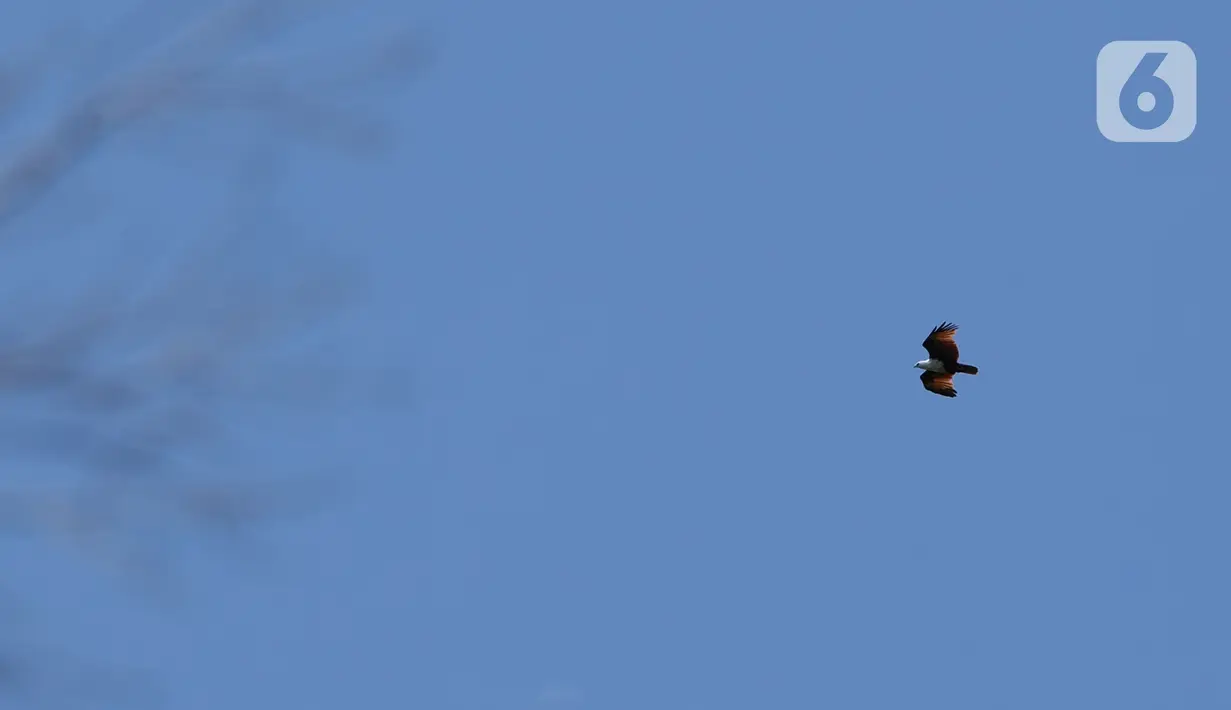 Burung terlihat di sekitar Piaynemo, Raja Ampat, Papua Barat, Jumat (22/11/2019). Keindahan dan panorama alam masih menjadi daya tarik utama wisatawan  baik lokal maupun mancanegara berkunjung ke kawasan Raja Ampat. (Liputan6.com/Herman Zakharia)