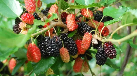 Daun Murbei, Efektif atau Sekadar Mitos? Dikenal Dapat ...