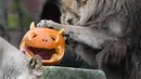 Seekor singa mencoba mengambil daging dalam labu saat perayaan Hari Halloween di kebun binatang di Hanover, Jerman, Kamis (25/10). (Peter Steffen/dpa/AFP)