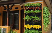 9 Desain Teras Rumah Tipe Kecil dengan Taman Buah Mini, Ubah Lahan Sempit Menjadi Kebun yang Menghasilkan
