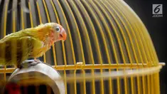 Anakan burung lovebird berusia satu bulan terlihat di dalam sangkar di tempat budidaya Perumahan Pondok Arum, Karawaci, Tangerang, Senin (4/2). Dalam sebulan burung ini mampu bertelur 10 hingga 60 telur tergantung kondisi cuaca. (Merdeka.com/Arie Basuki)