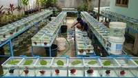 9 Jenis Ternak Hemat Biaya di Lahan 1x2 Meter Hasil Menjanjikan, Modal Kecil Untung Besar