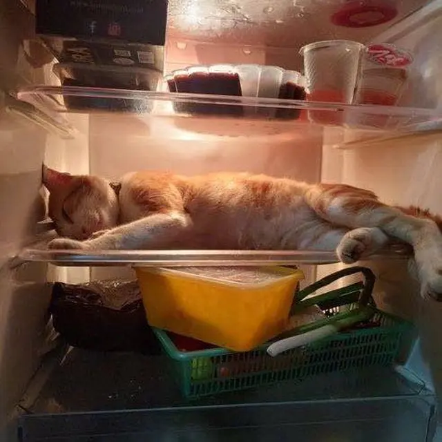 10 Momen Nyeleneh Kucing Masuk Kulkas, Ada yang Nyantai Hingga Cari Makanan