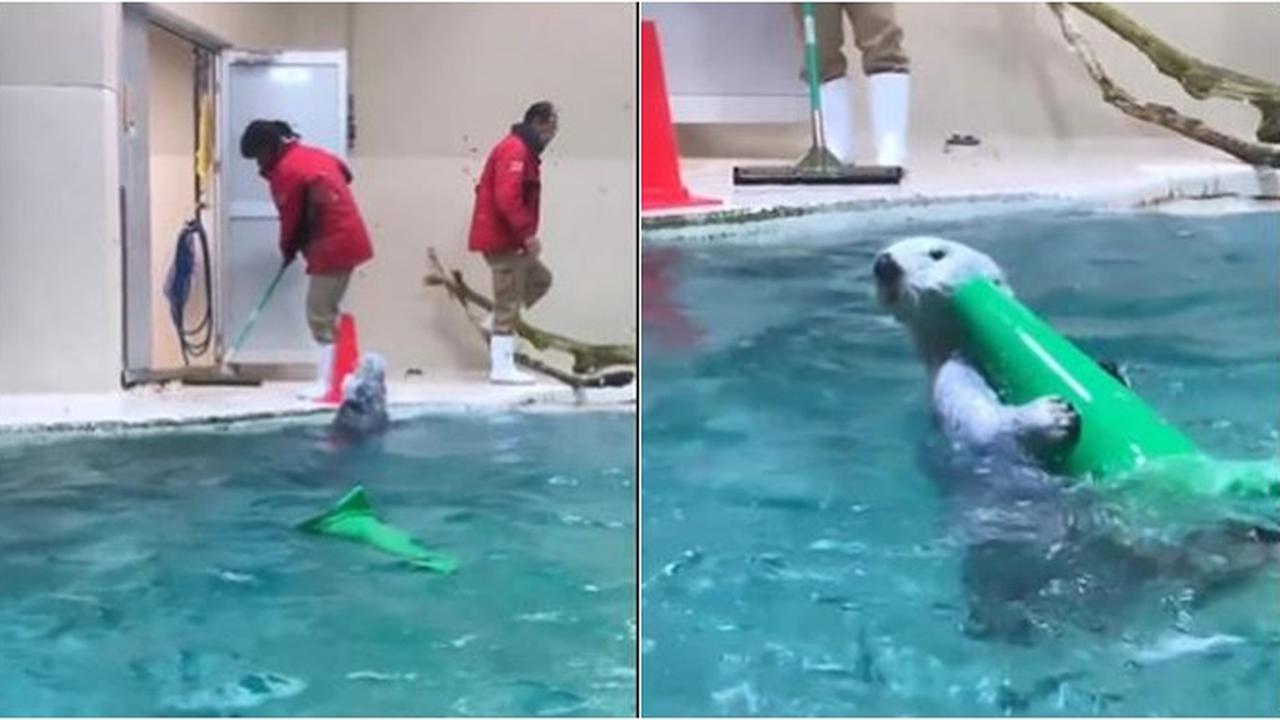 Aksi Gemas Anjing Laut Bantu Petugas Bersihkan Kolam, Curi Perhatian Warganet