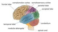 Bagan otak manusia untuk menunjukkan letak cerebellum, bagian yang paling terdampak autisme. (Sumber Wikimedia Commons)