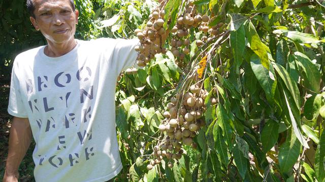 Agrowisata Kelengkeng di Dusun Sanggrahan, Desa Murtigading