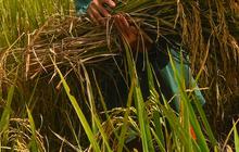 FOTO: Petani Padi Semringah Harga Gabah Kering Naik