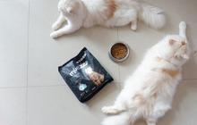 Apakah Kucing Bisa Makan Nasi? Ini Panduan untuk Pemilik Kucing