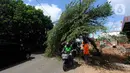 Pengendara motor melewati pohon yang hampir tumbang dan melintang di Jalan Raya Pondok Cabe, Tangerang Selatan, Banten, Sabtu (21/1/2023). Pohon ceri tersebut hampir tumbang awalnya disebabkan adanya perbaikan kabel telekomunikasi yang ditinggalkan begitu saja oleh teknisi. (merdeka.com/Arie Basuki)