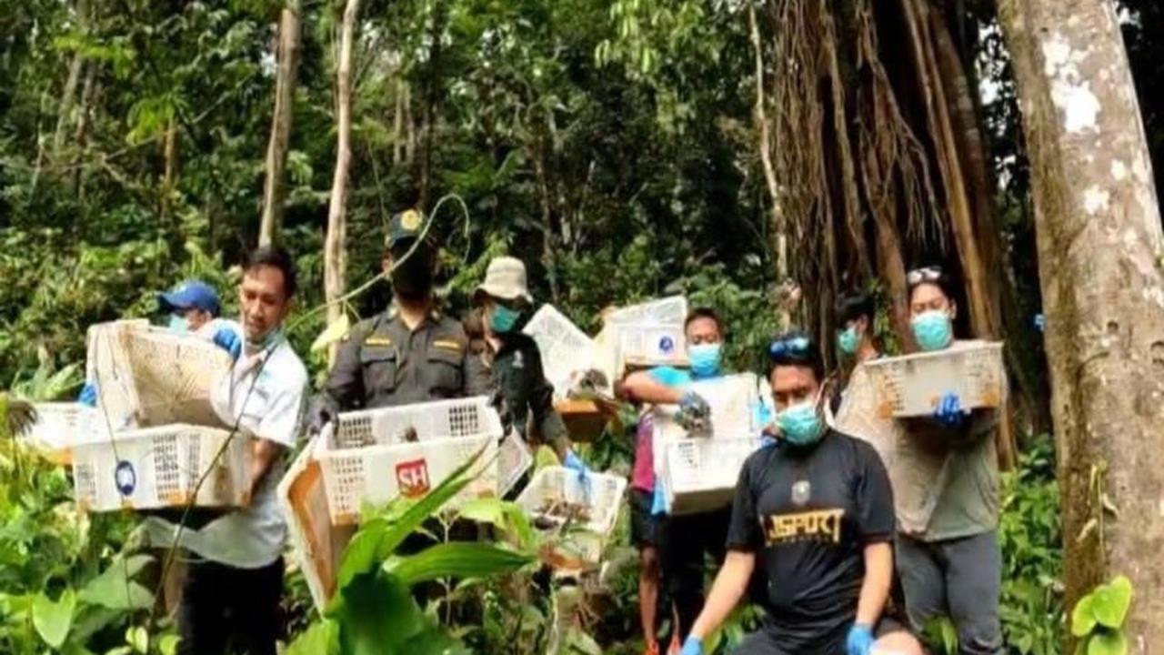 Petugas Gabungan Lepasliarkan 458 Burung Sitaan di Kaki Gunung Rajabasa, Selamatkan Ekosistem