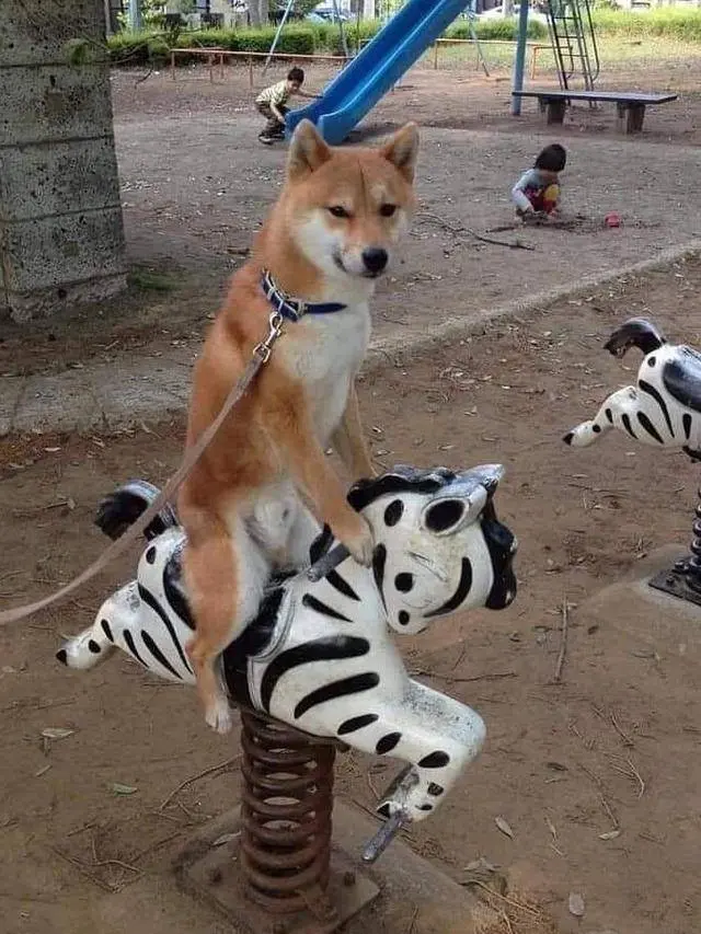 8 Potret Kocak Anjing Saat Asyik Main Ini Bikin Tepuk Jidat