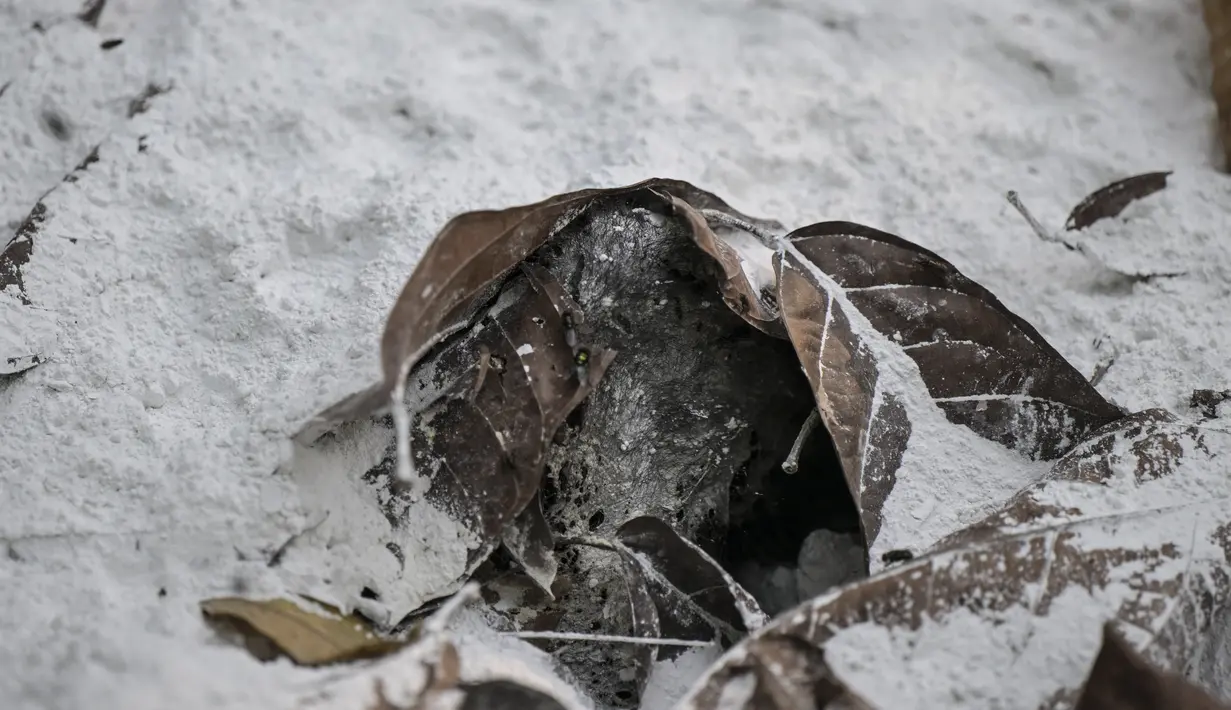 Ahli biologi satwa liar Gilberto Pozo menghitung sekitar 83 hewan mati atau sekarat di tanah di bawah pepohonan. Kematian ini dimulai sekitar tanggal 5 Mei dan mencapai puncaknya pada akhir pekan. (Yuri CORTEZ / AFP)