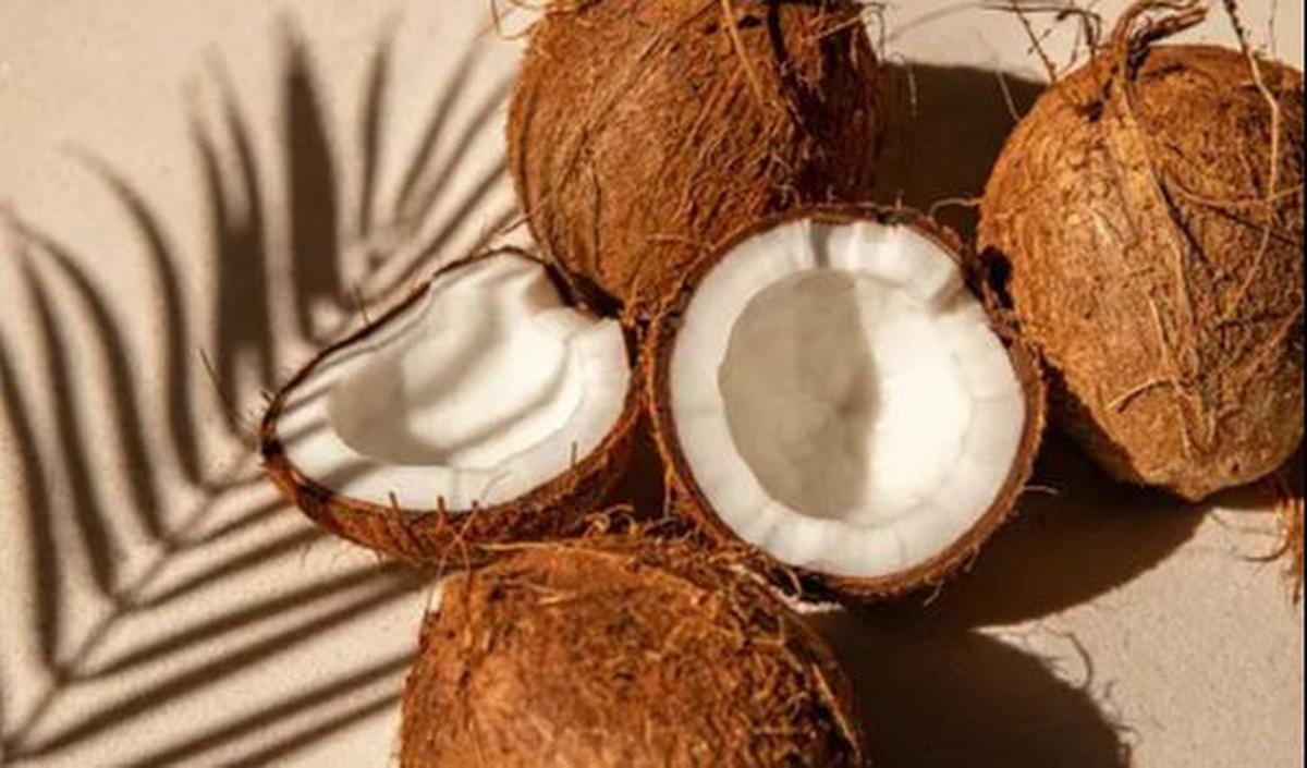 <b>Kelapa</b>