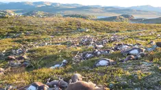 Ratusan bangkai rusa tergeletak mati di sebuah taman alam di Hardangervidda, Norwegia (28/8). Sekitar 300 ekor rusa mati tersambar petir akibat badai melanda wilayah setempat Jumat lalu. (Havard Kjotvedt/SNO/Miljodirektoratet/NTB Scanpix via Reuters)