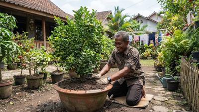 8 Cara Mengatasi Tanah di Tabulampot Cepat Padat, Perhatikan Ini Sebelum Bongkar Pot