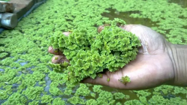 Daun Azolla (Foto: Bibit Bunga)