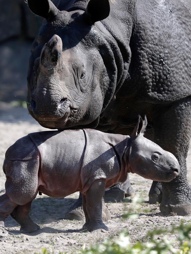 Potret Anak Badak Bercula Satu yang Baru Lahir di Jerman