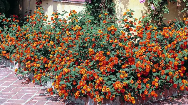 Lantana: monaconatureencyclopedia